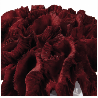 RED CORAL CLUSTER