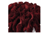 RED CORAL CLUSTER