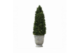 CONE TOPIARY