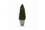 CONE TOPIARY