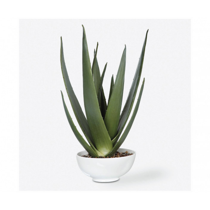 EVARADO ALOE