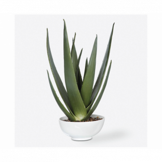 EVARADO ALOE