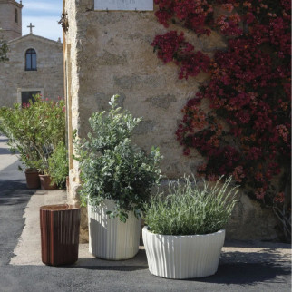 CORTEZA